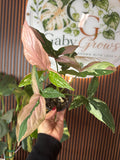 Syngonium tricolor