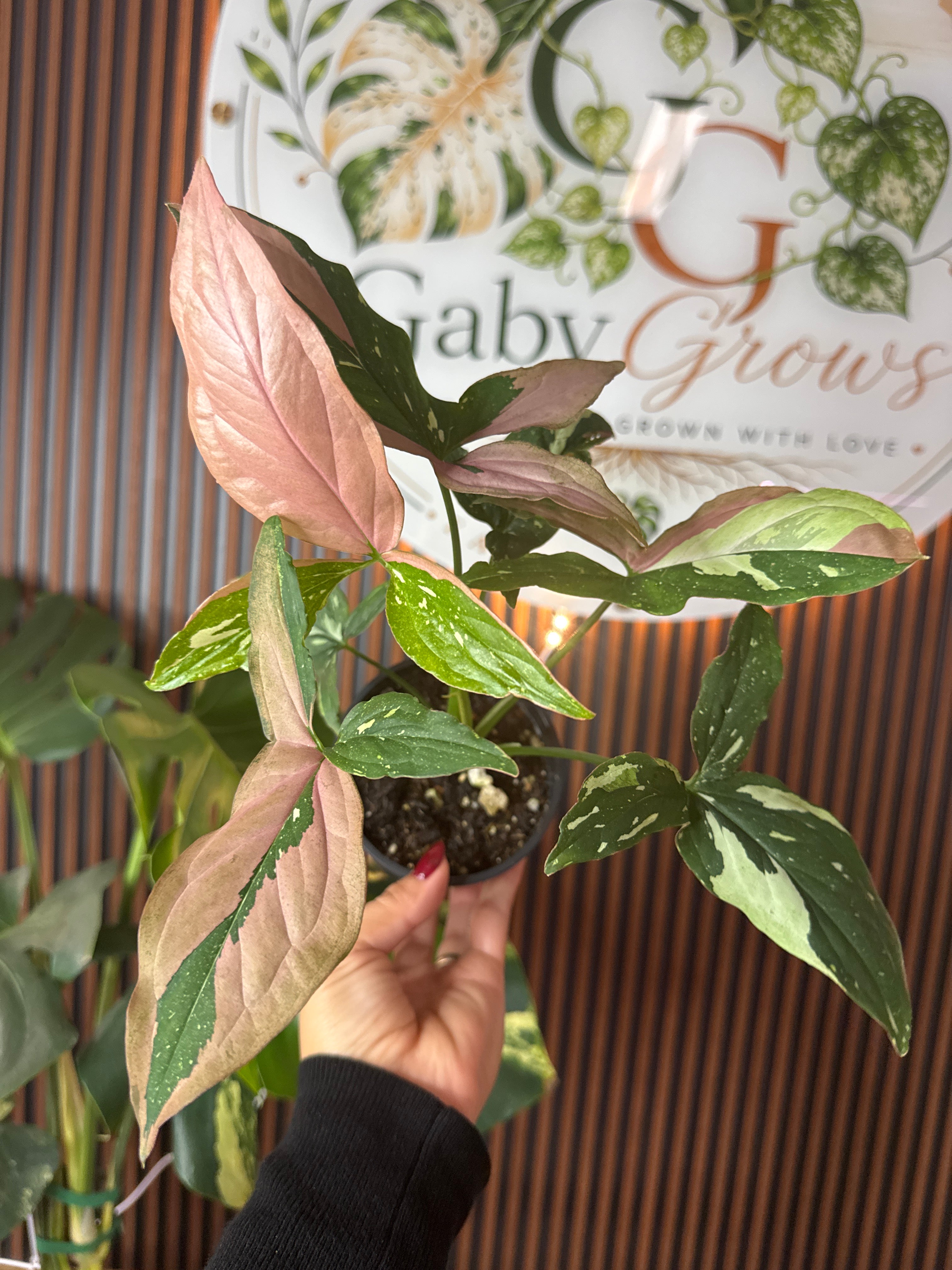Syngonium tricolor