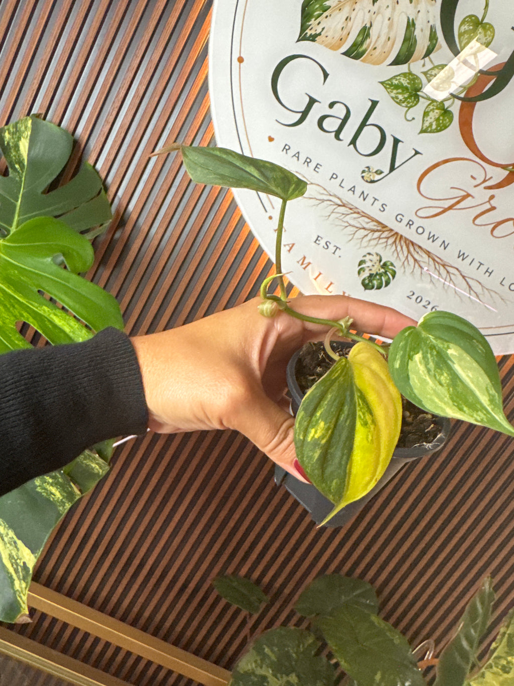 Philodendron micans Aurea variegated