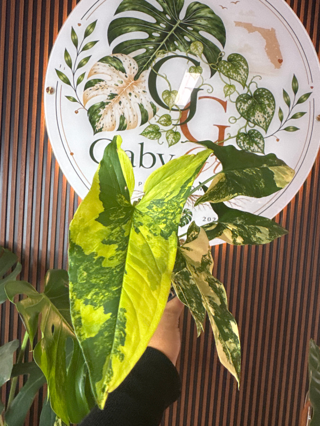 0327 Syngonium Aurea