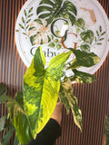 0327 Syngonium Aurea