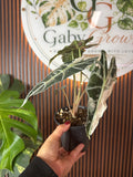 0256 Alocasia amazonica pink variegated
