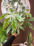 0258 Money Tree Variegated