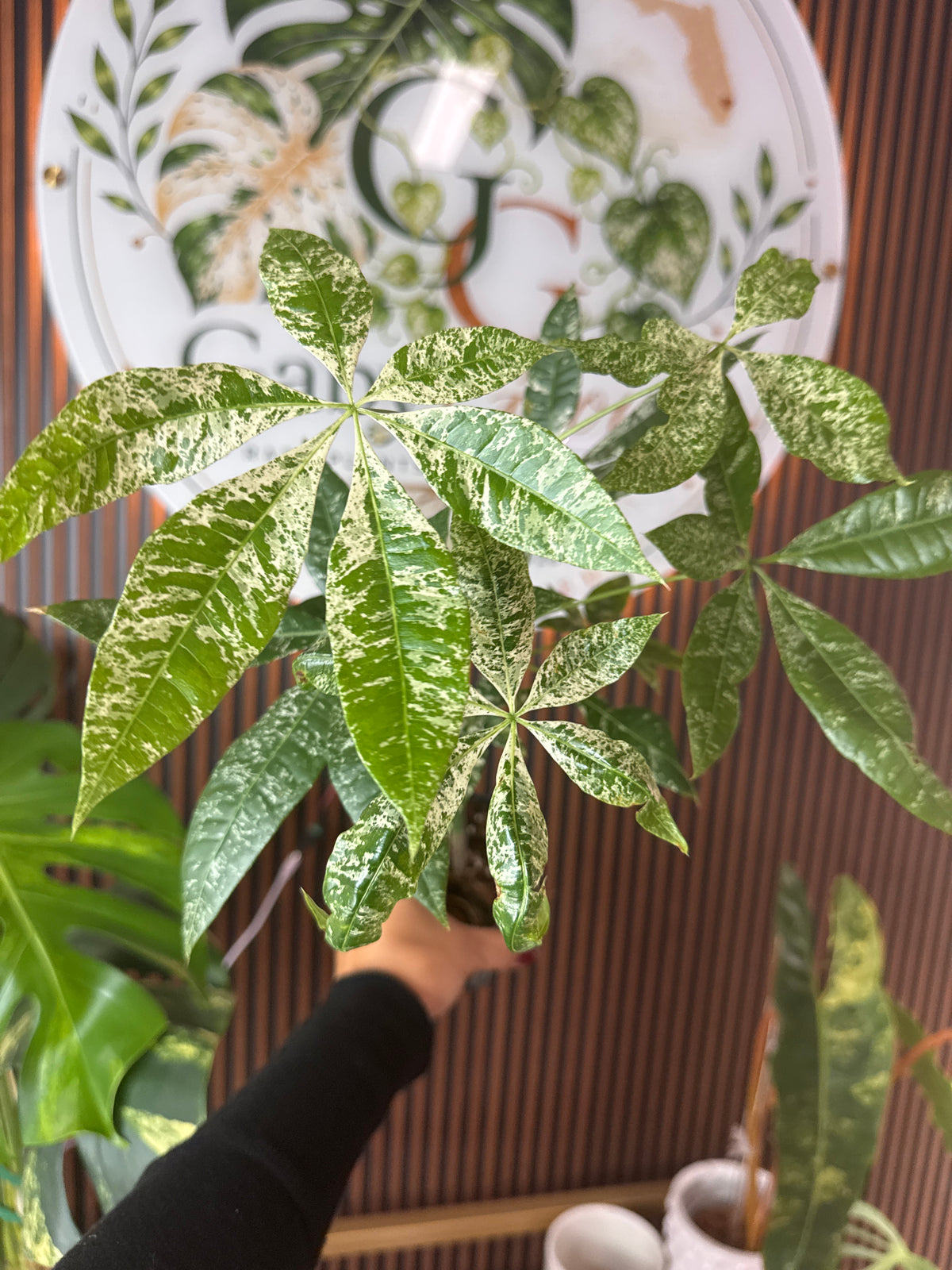 0258 Money Tree Variegated