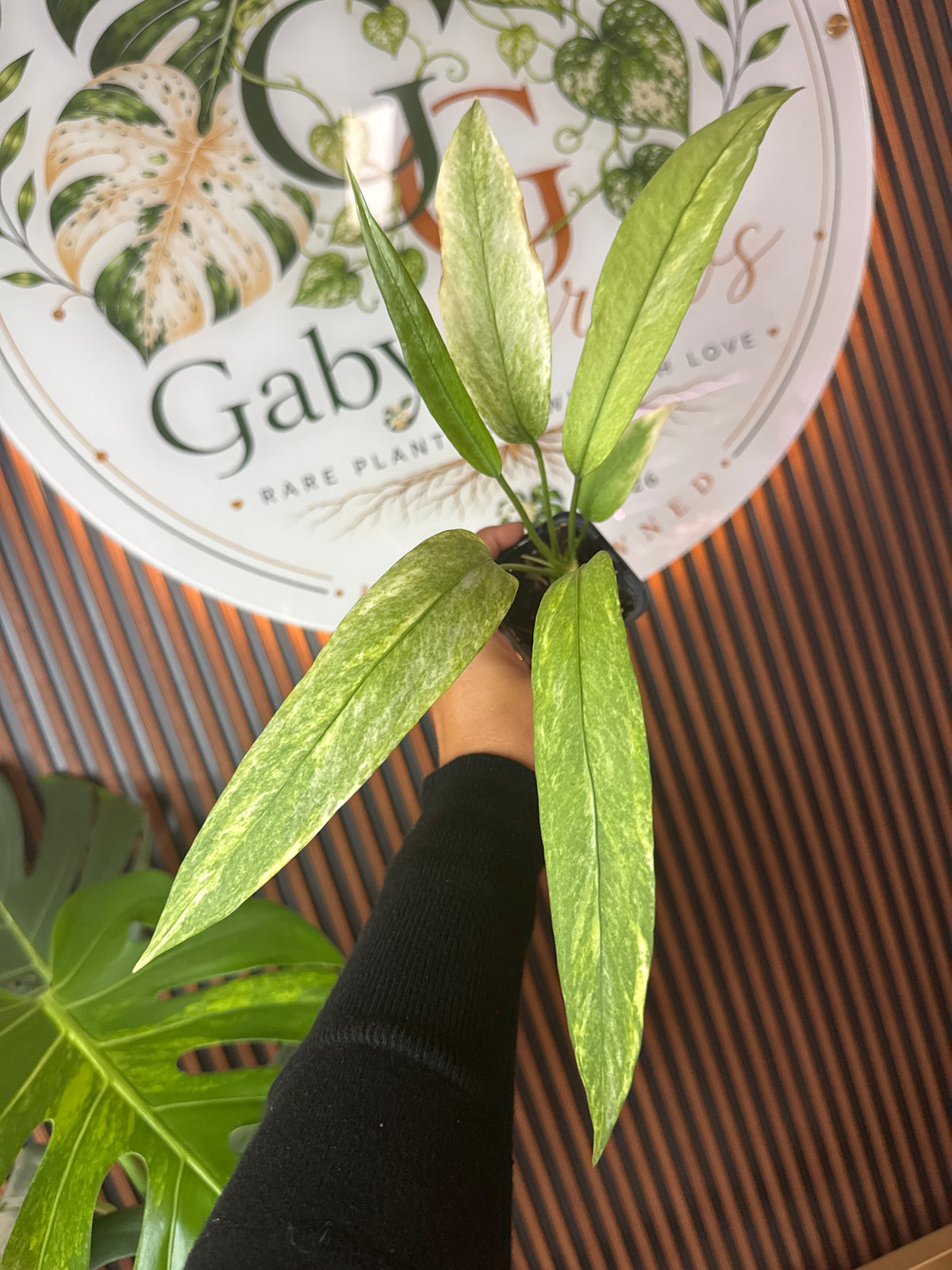 0310 Anthurium Vitaloforum Variegated