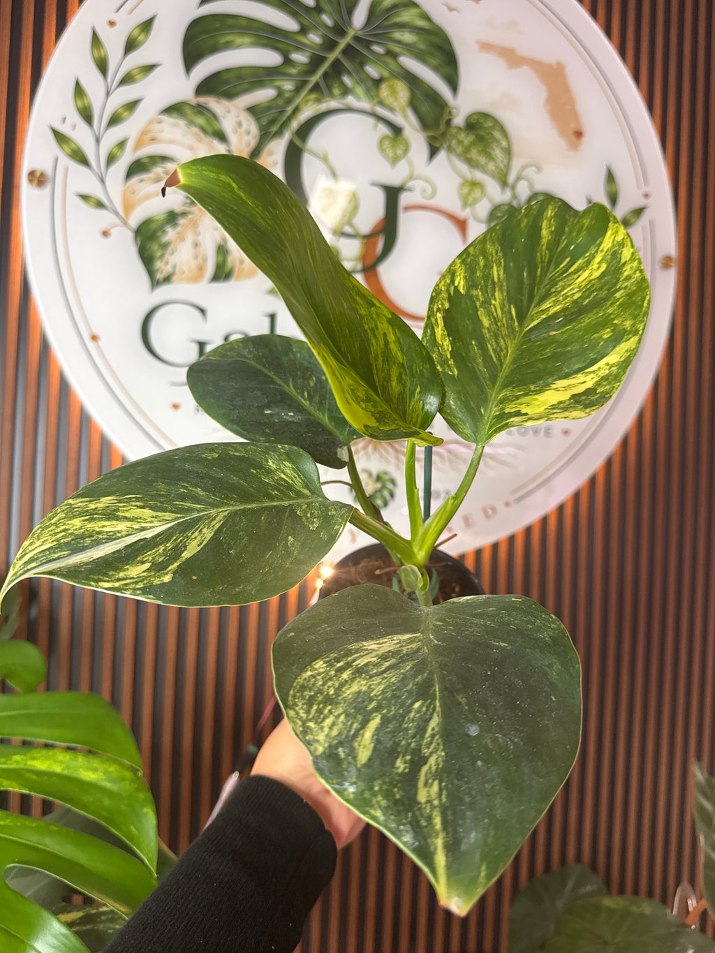 0291 Philodendron White Wizard variegated (Tricolor)