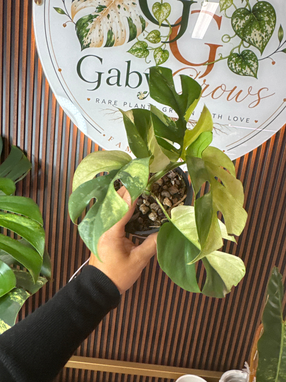 0257 Rhaphidophora tetrasperma Mini Monstera variegated