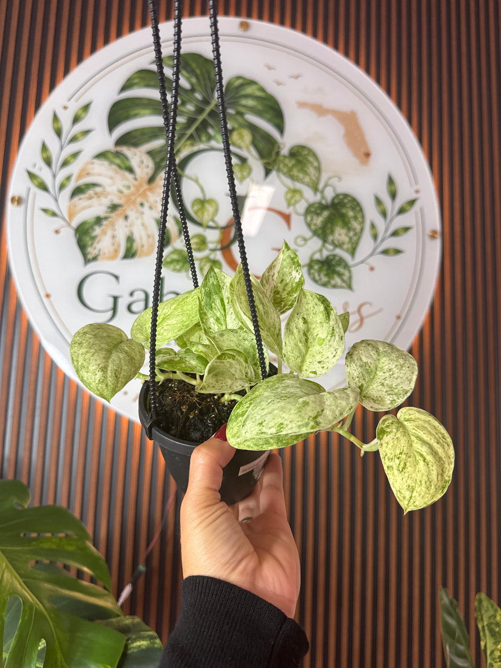 Scindapsus Jade satin Marble HB