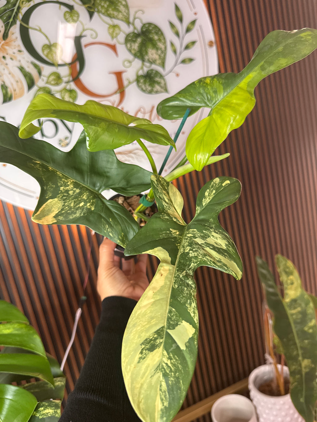 0251 Philodendron Bipennifolium variegated