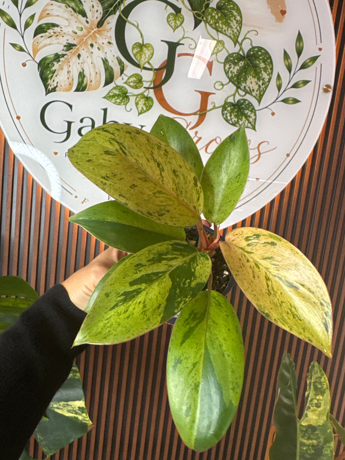 0318 Philodendron Orange Congo