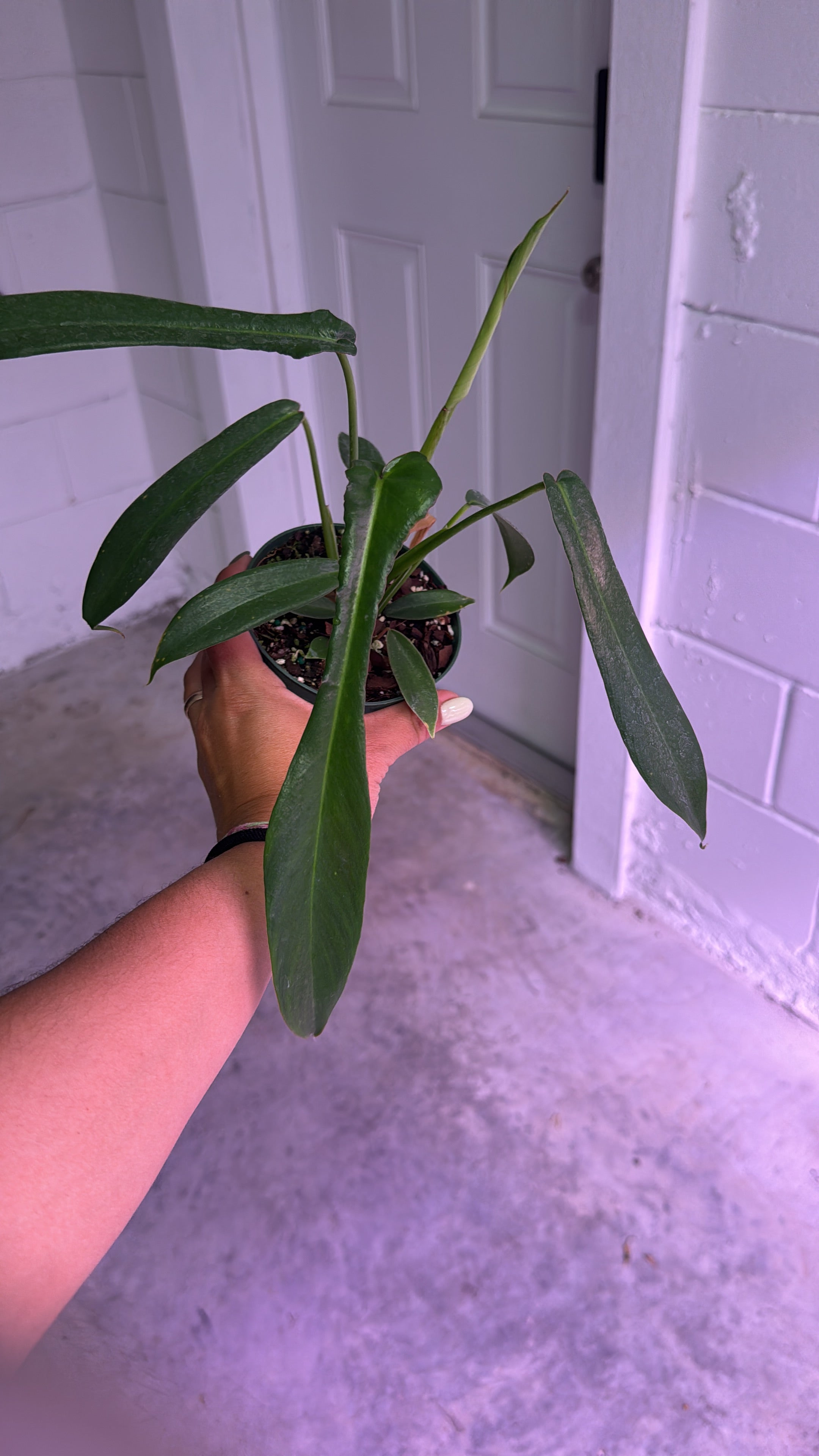 PHILODENDRON JOEPII 4IN