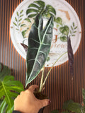 0293 Alocasia longiloba (Purple)