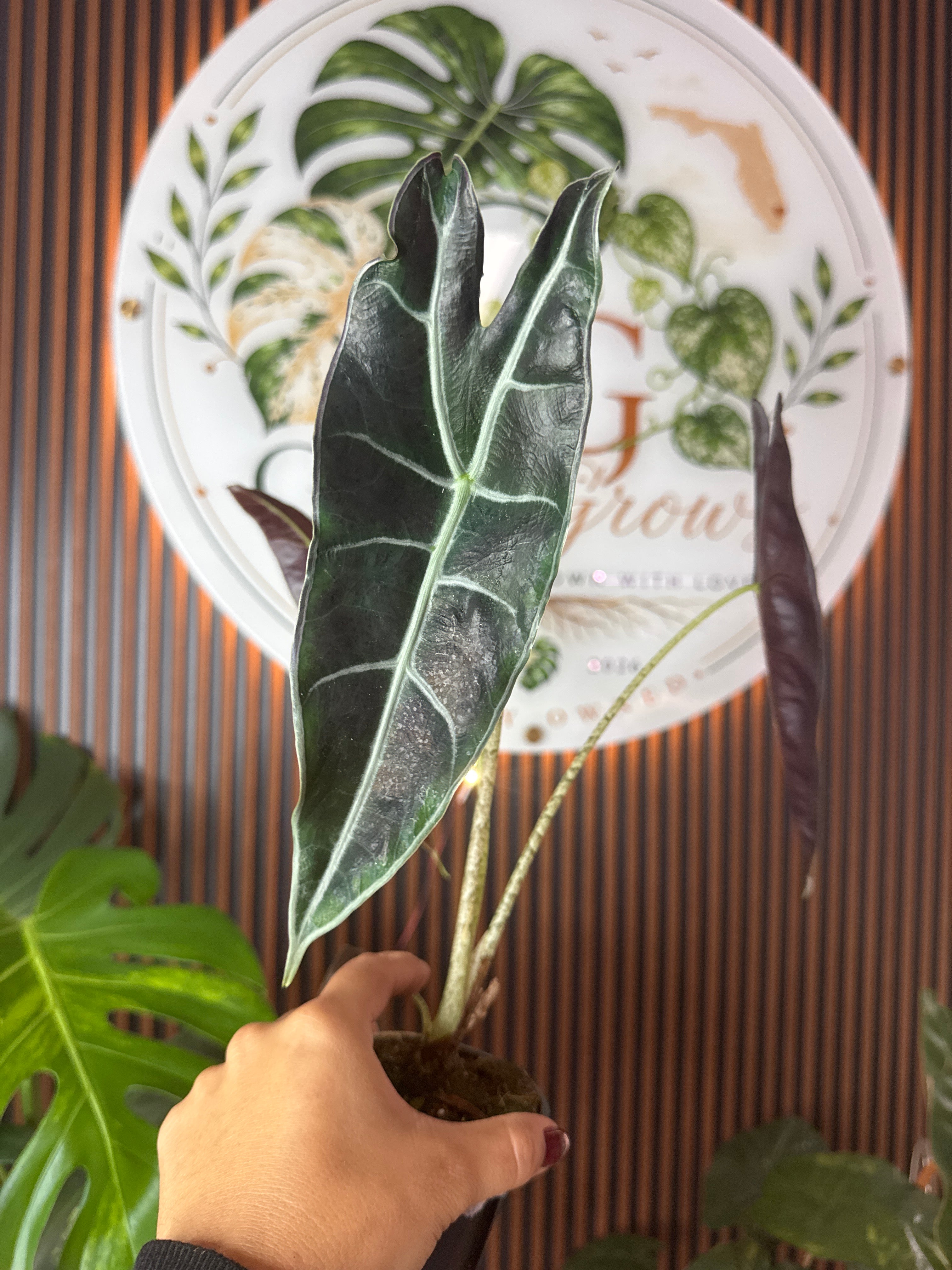 0293 Alocasia longiloba (Purple)