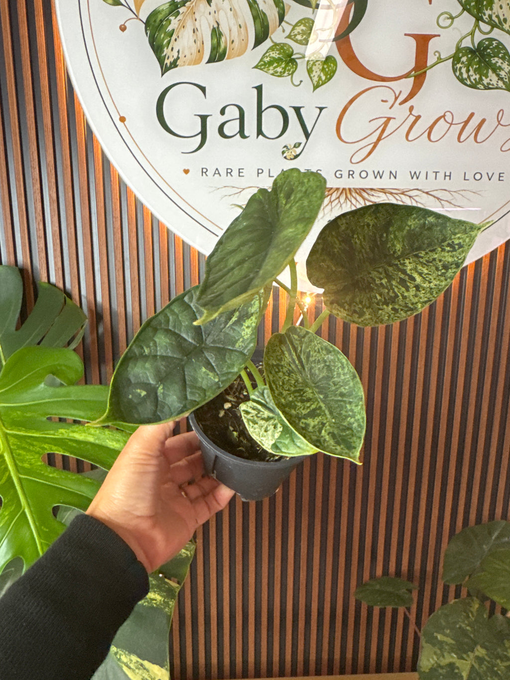 0246 Alocasia Dragon scale mint