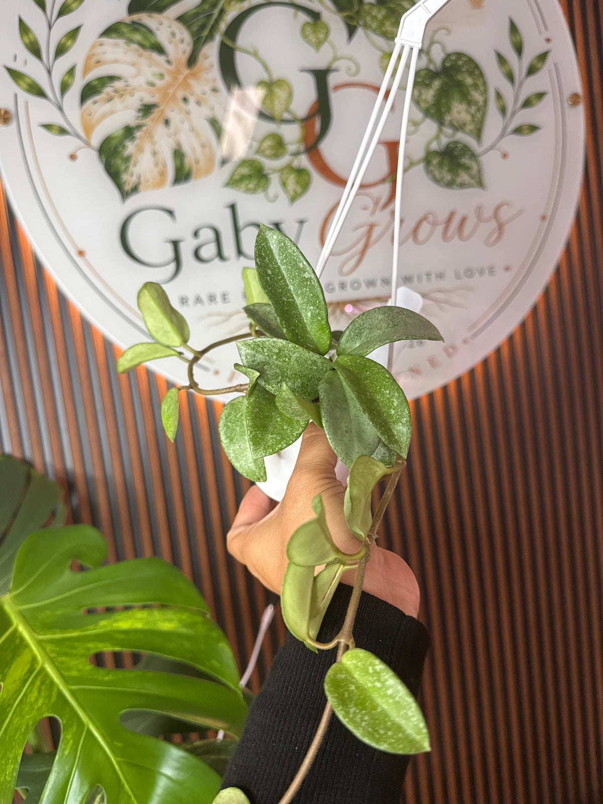Hoya Carnosa splash HB