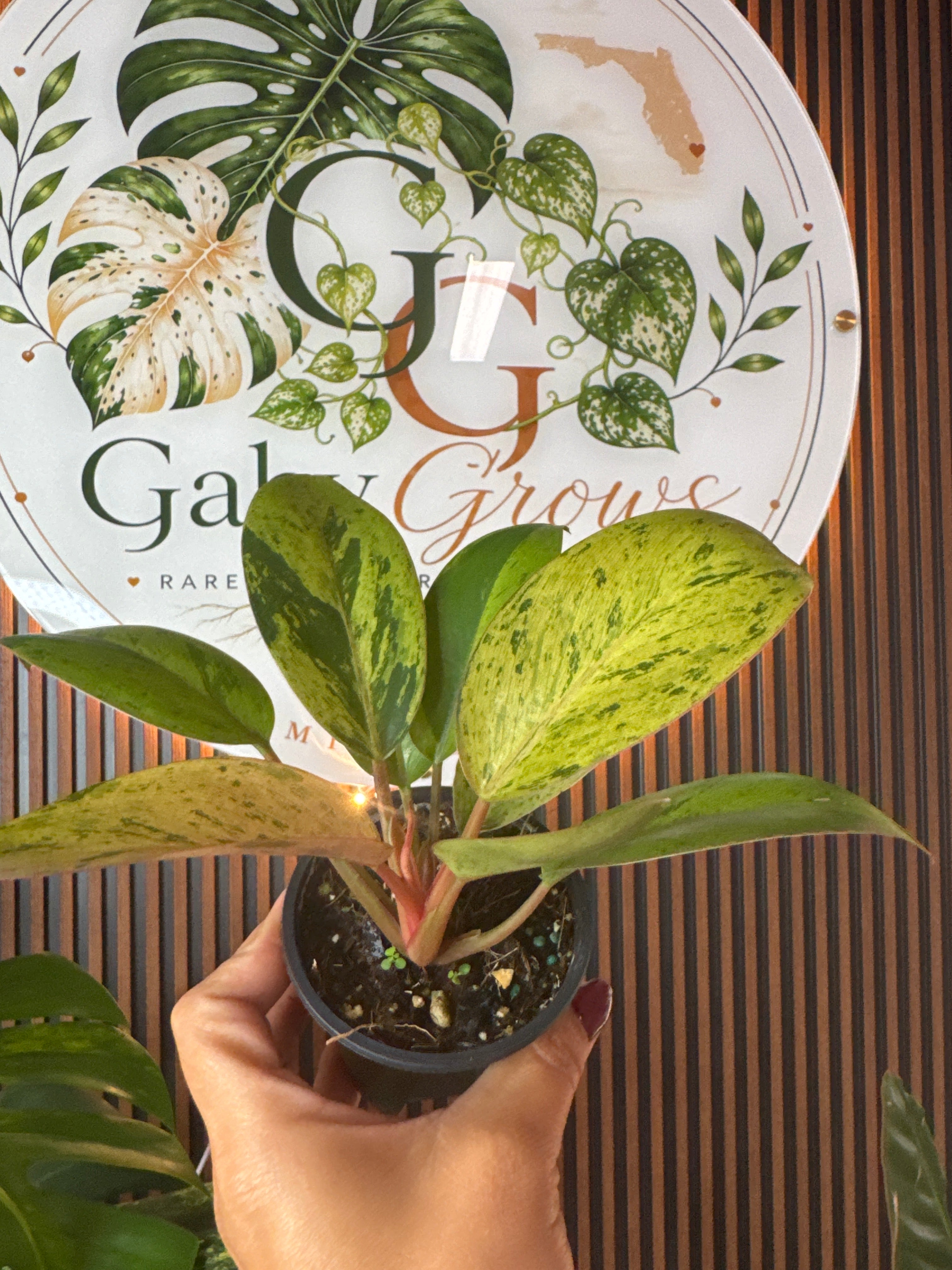 0318 Philodendron Orange Congo
