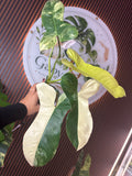 0250 Philodendron Paraiso X Florida Beauty