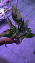 PHILODENDRON EMERALD KING