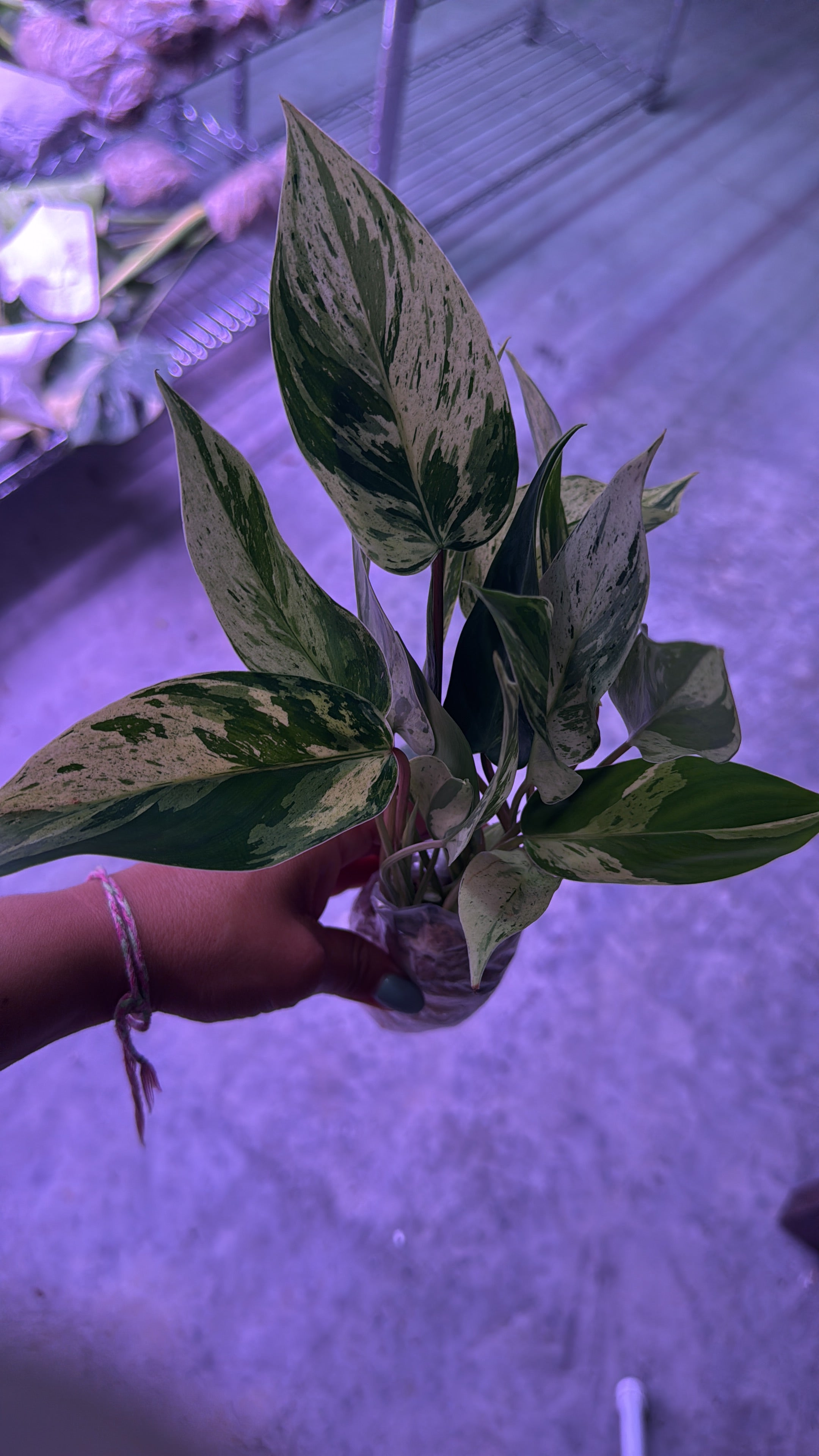 PHILODENDRON EMERALD KING
