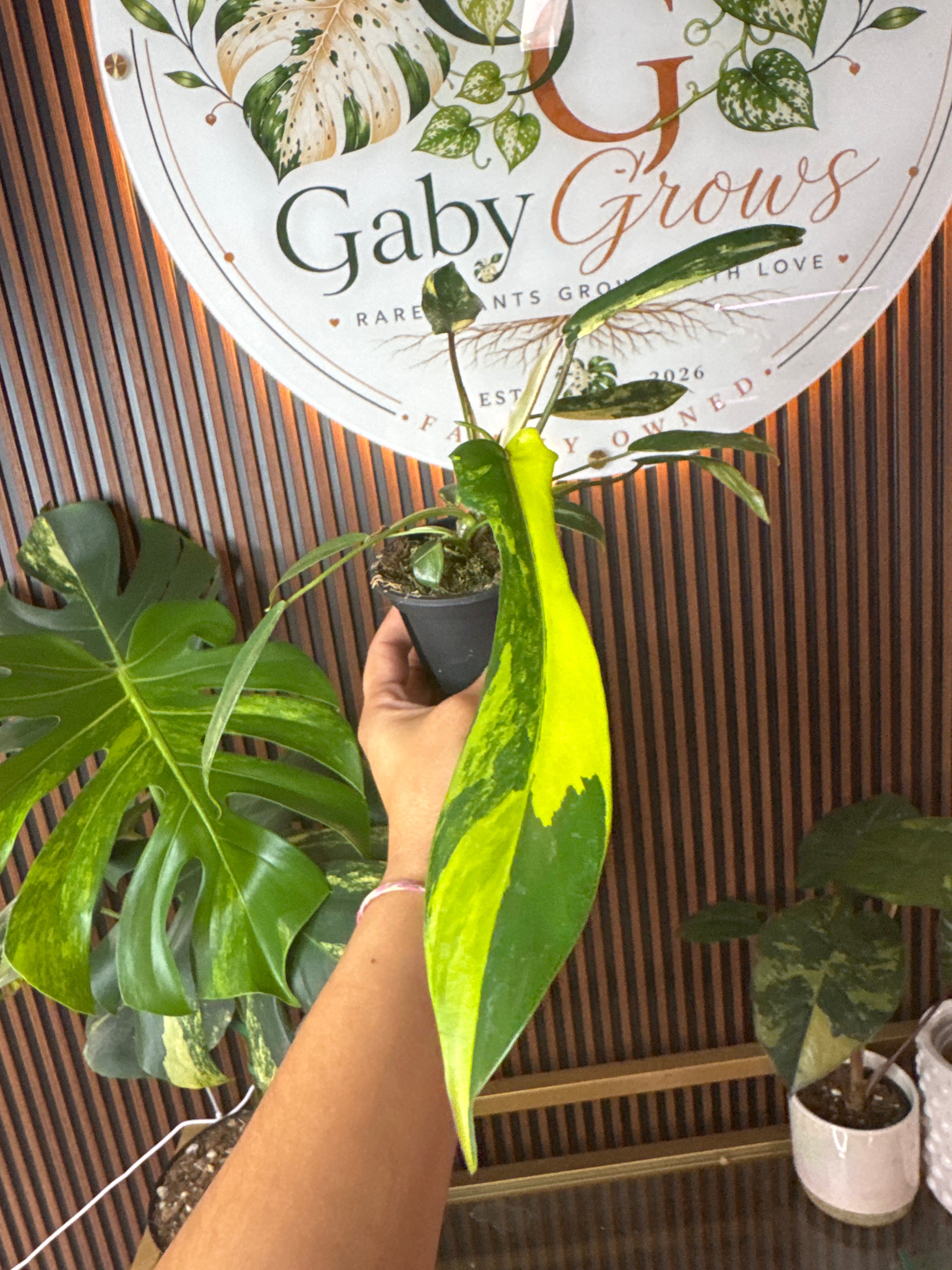 0295 Philodendron Joepi variegated