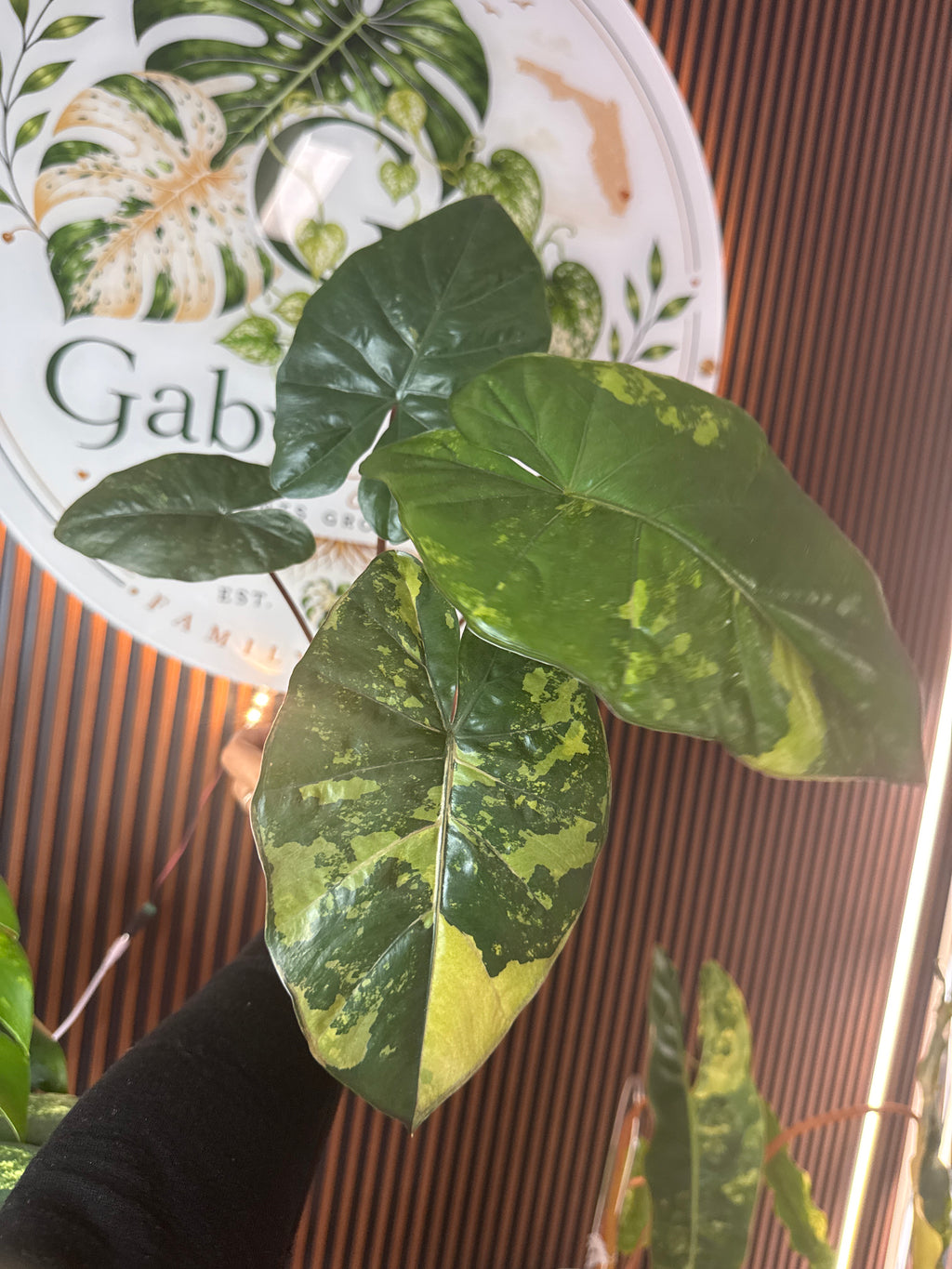 Alocasia 'Yucatan Princess' variegated