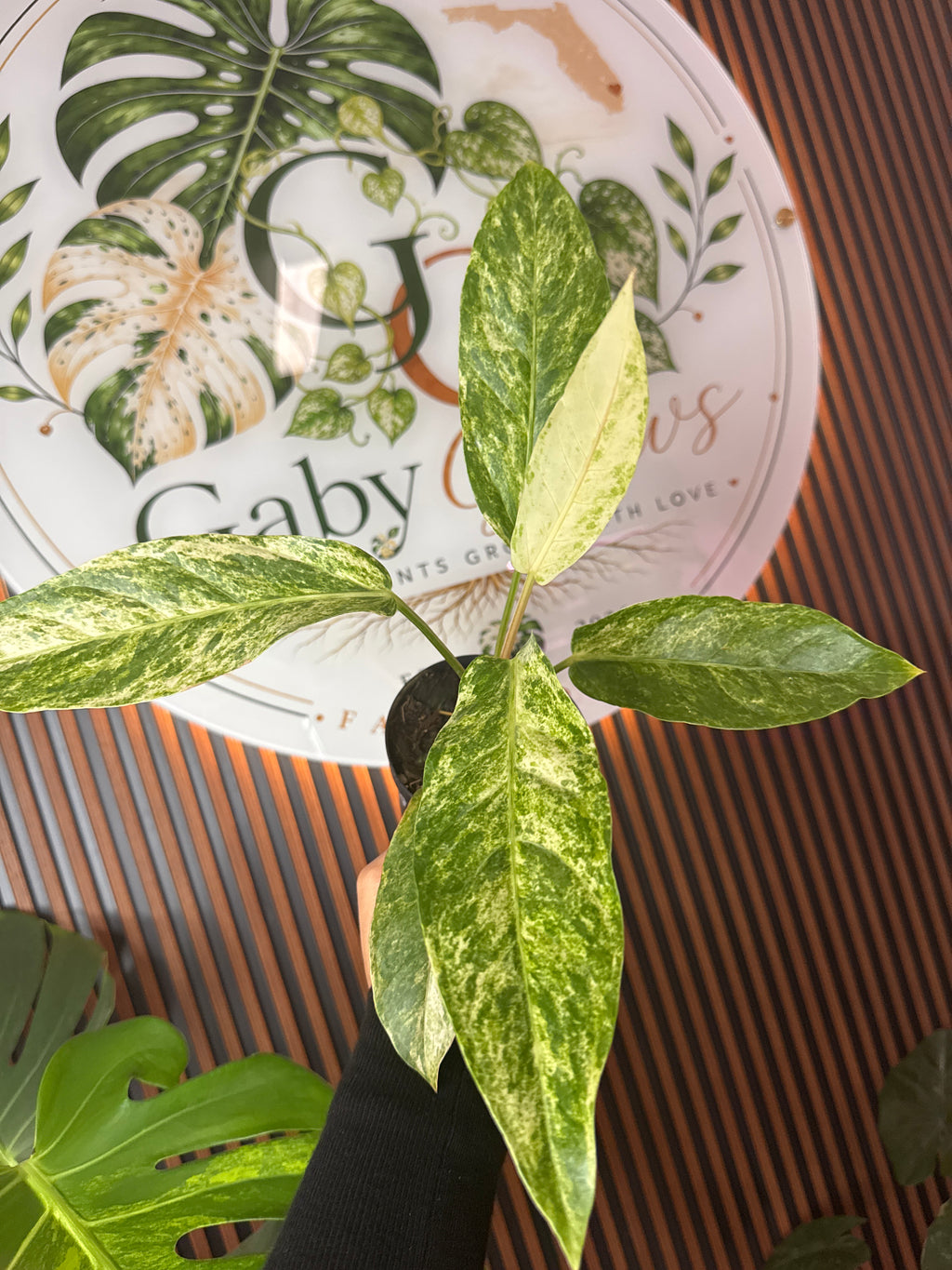 0302 Anthurium renaissanse tricolor