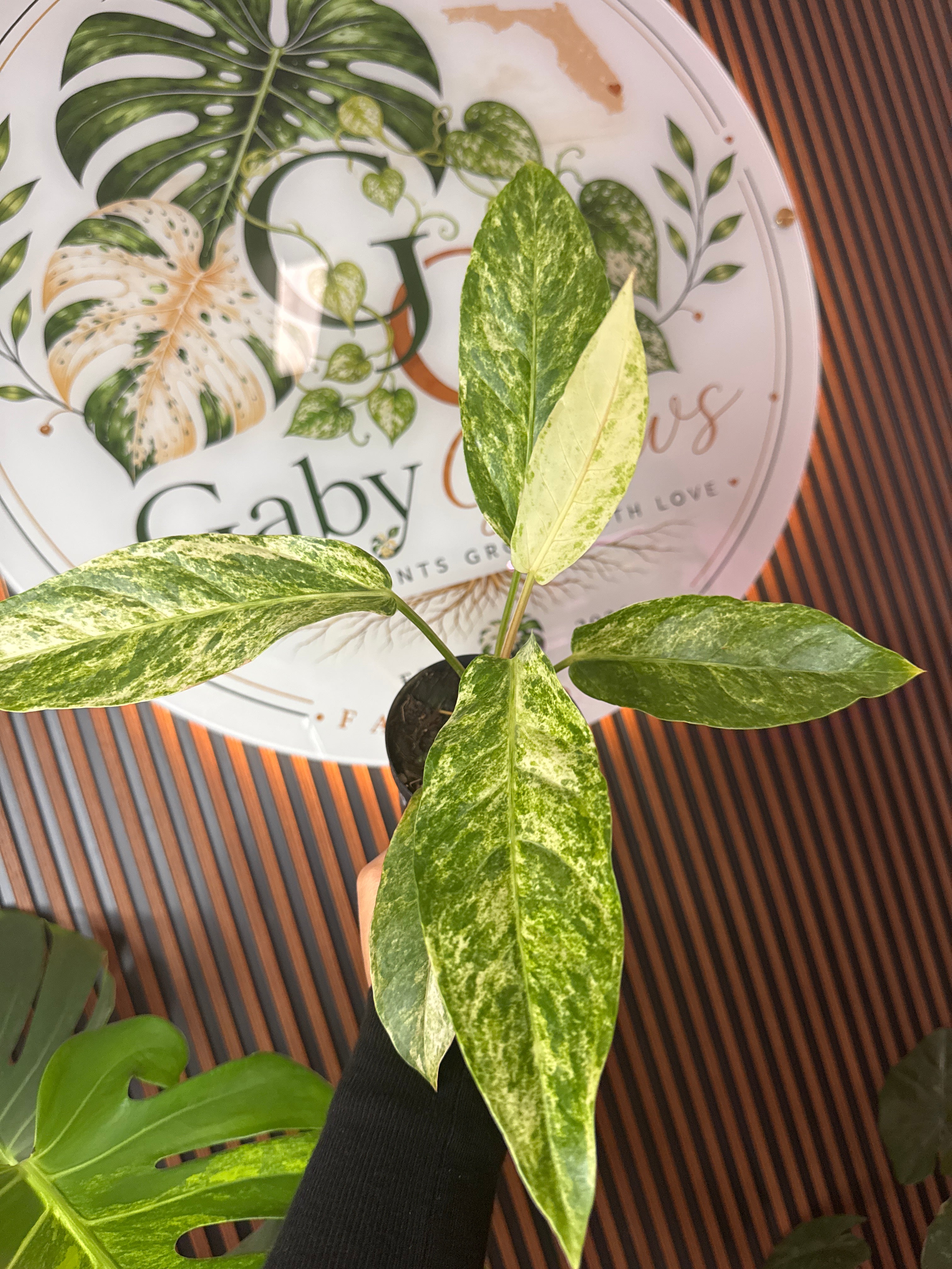 0302 Anthurium renaissanse tricolor