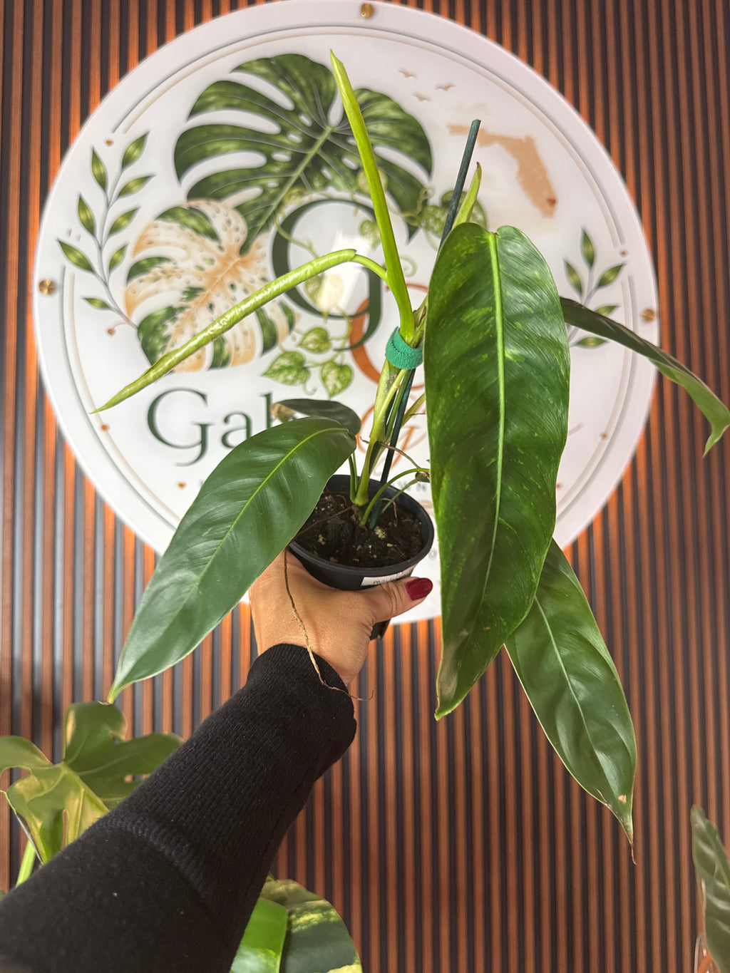 0316 Philodendron Patriciae