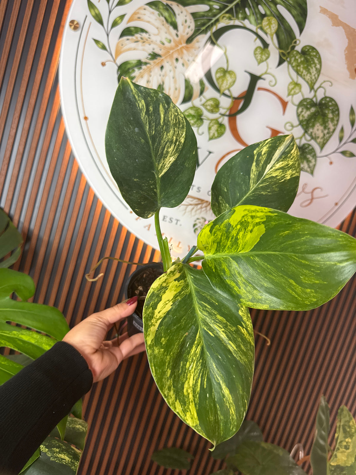 0291 Philodendron White Wizard variegated (Tricolor)