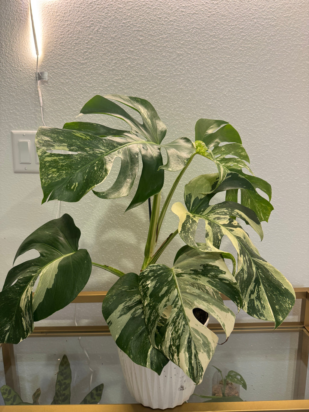 Monstera albo variegated