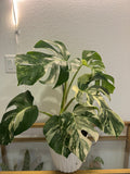 Monstera albo variegated