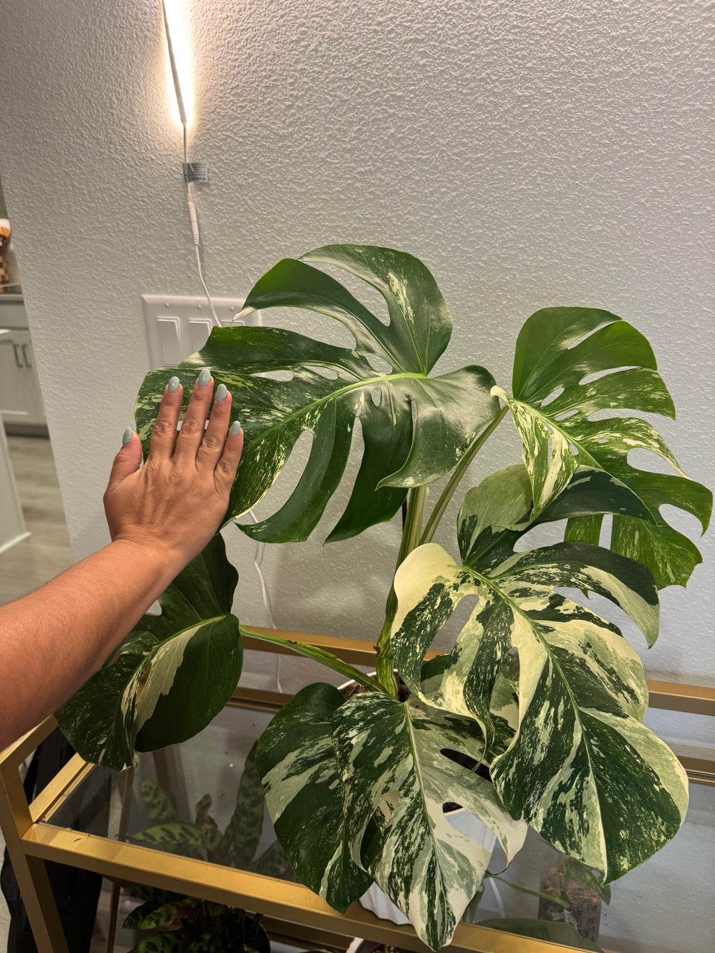 Monstera albo variegated