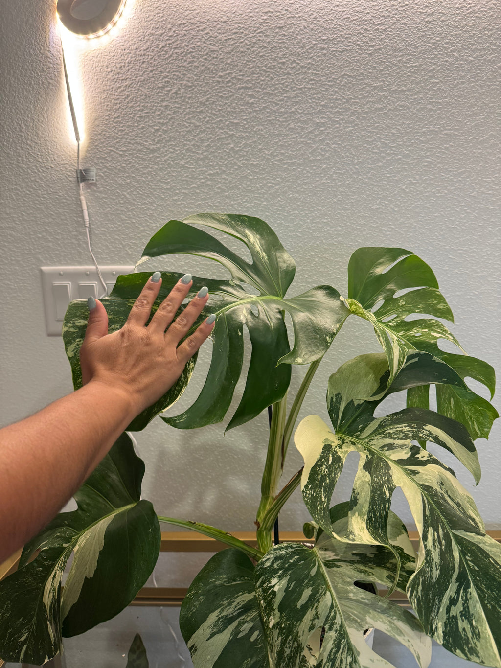 Monstera albo variegated