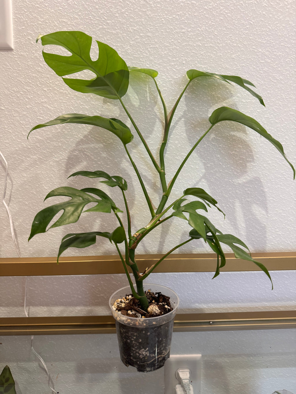 Rapidophora Tetrasperma - Mini Monstera