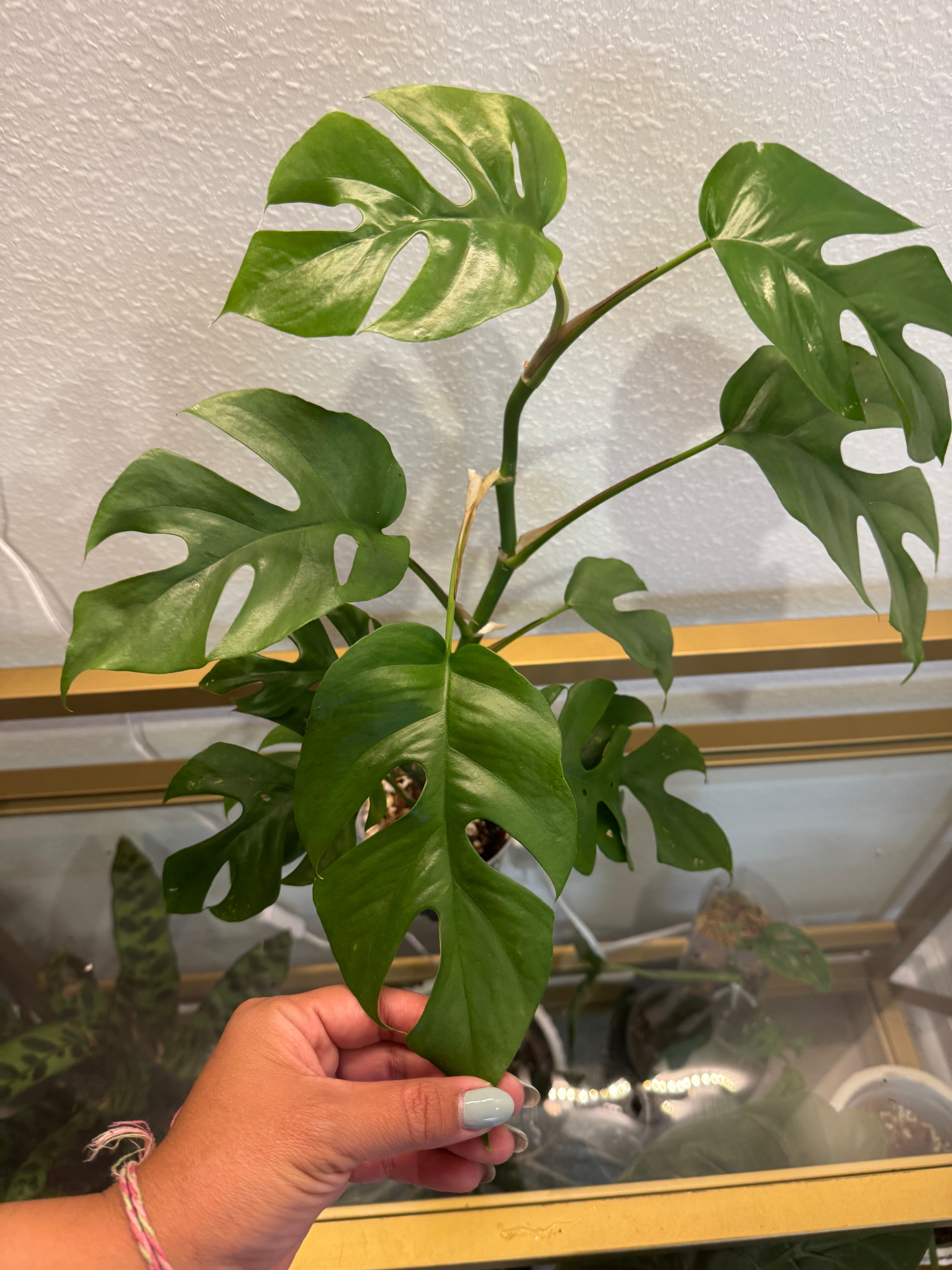 Rapidophora Tetrasperma - Mini Monstera