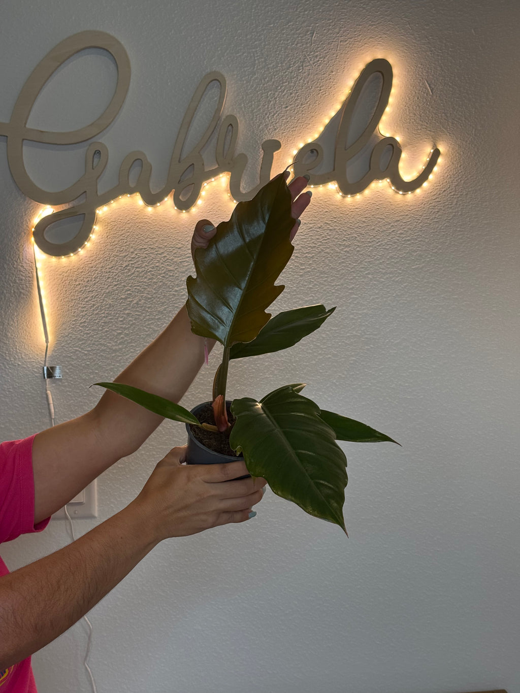 Philodendron caramel pluto