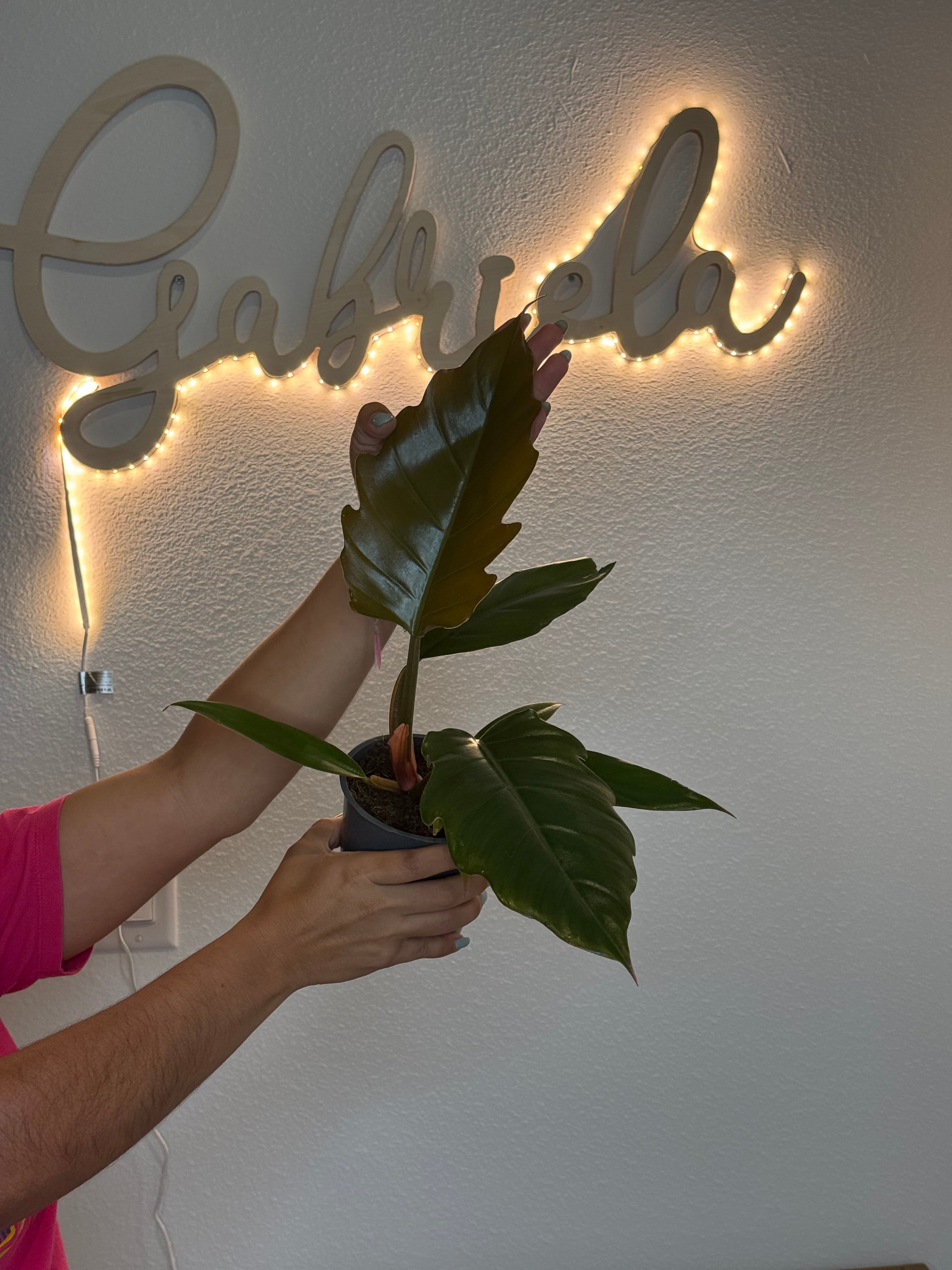 Philodendron caramel pluto