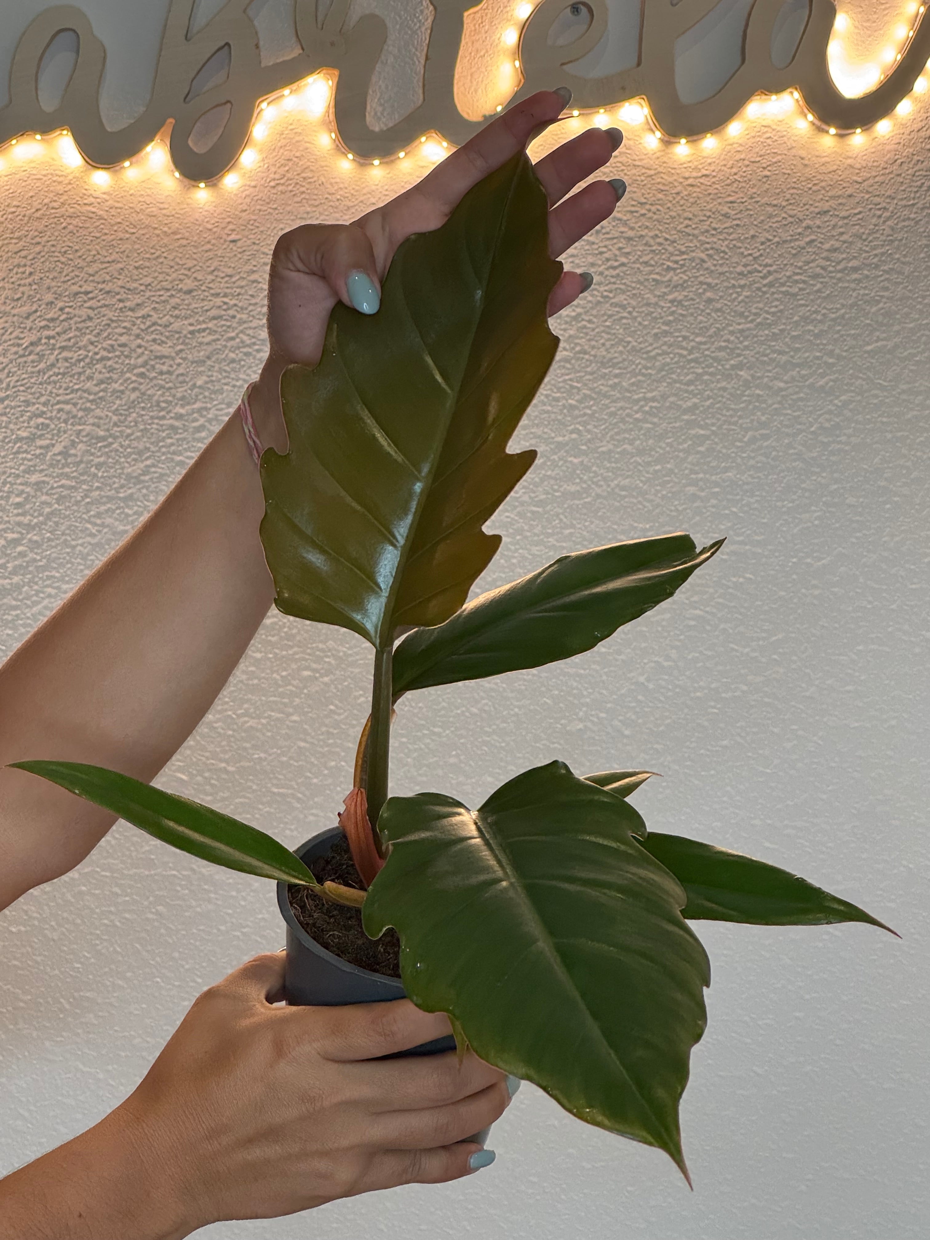 Philodendron caramel pluto