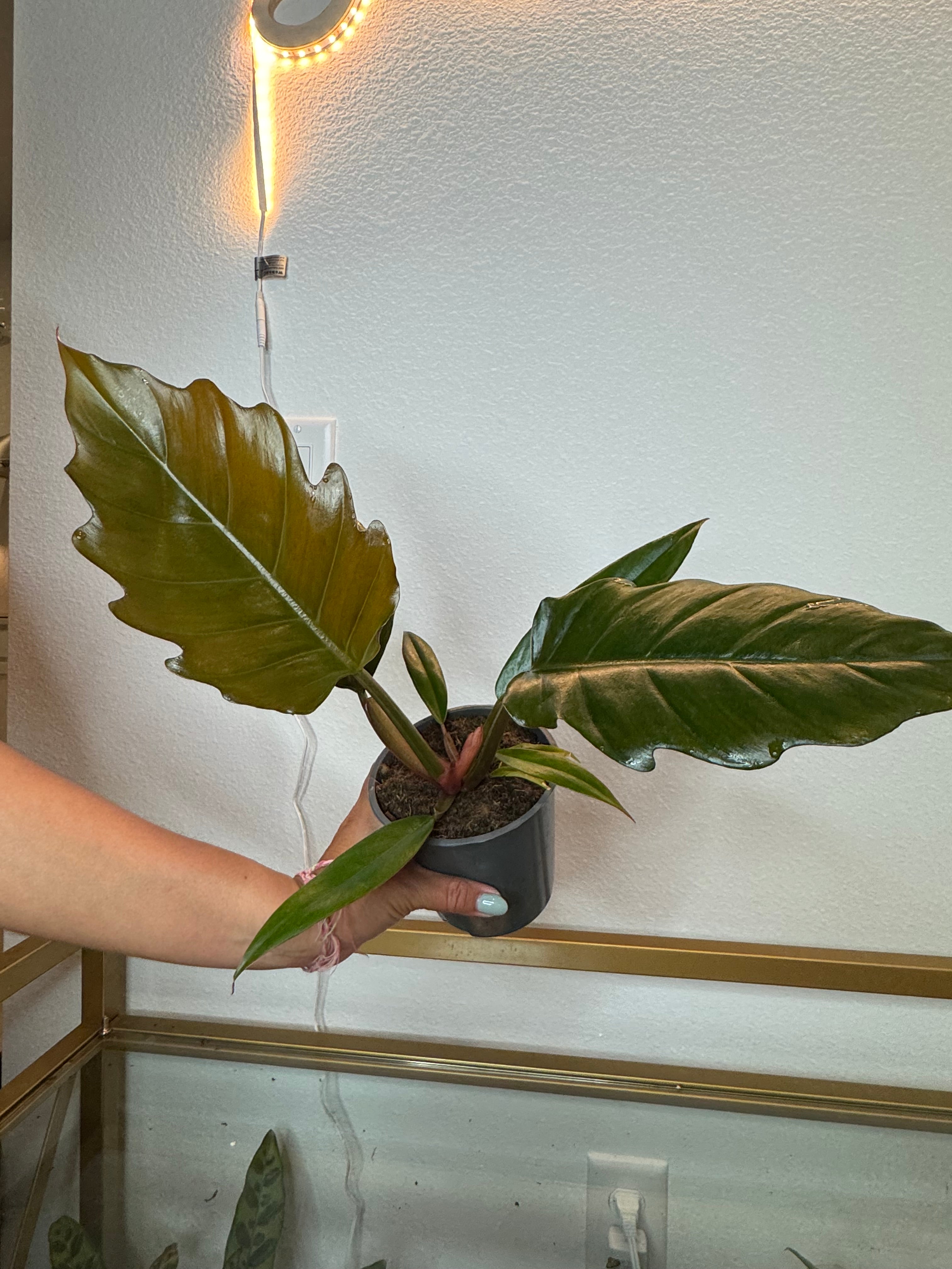 Philodendron caramel pluto