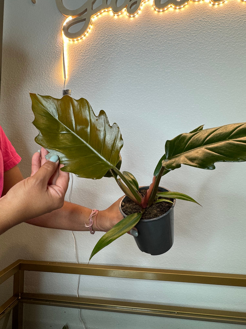 Philodendron caramel pluto