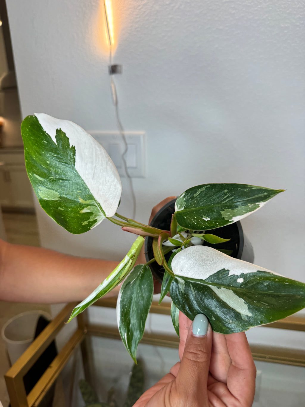 Philodendron white princess