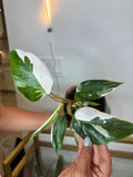 Philodendron white princess