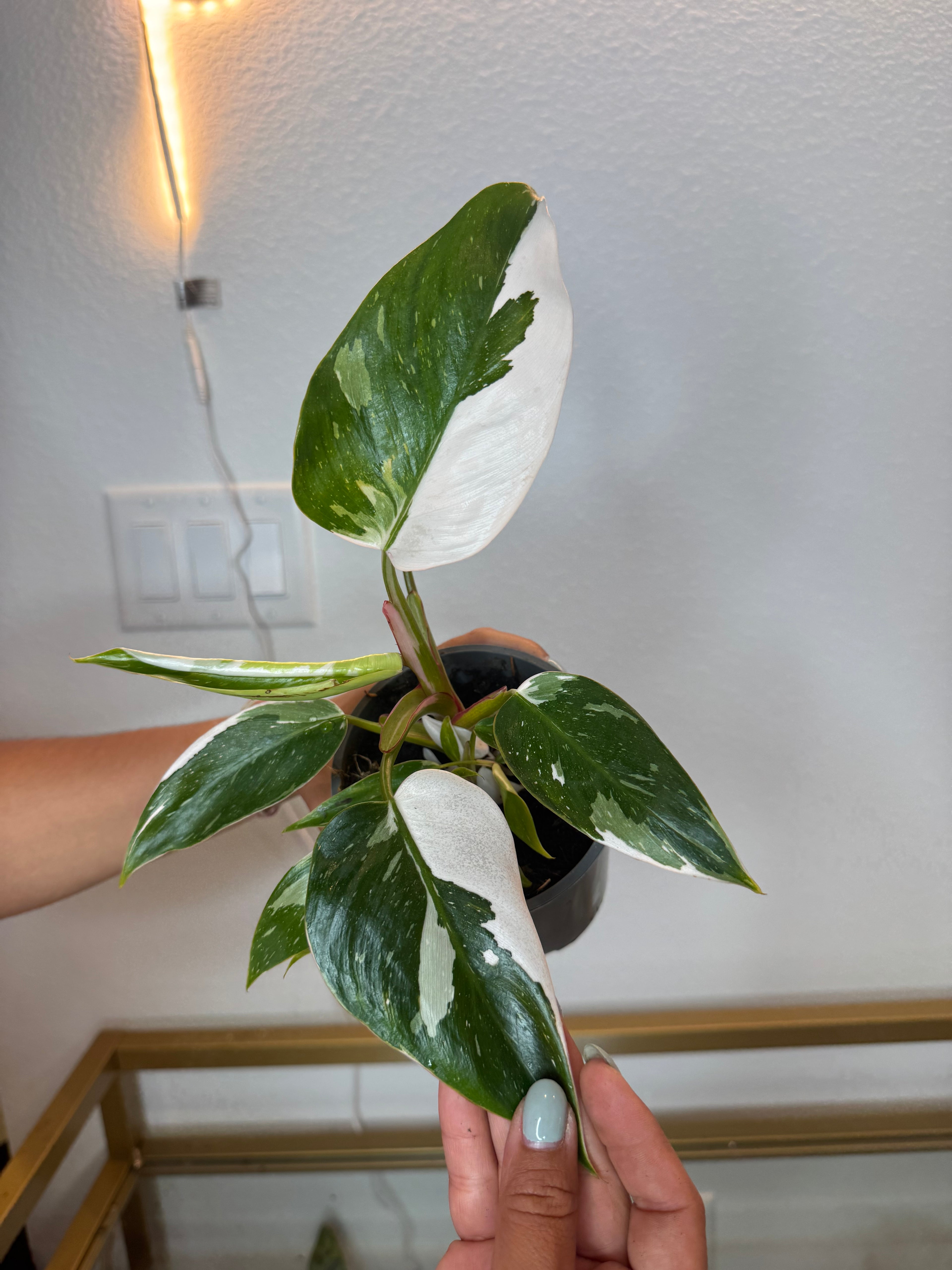 Philodendron white princess