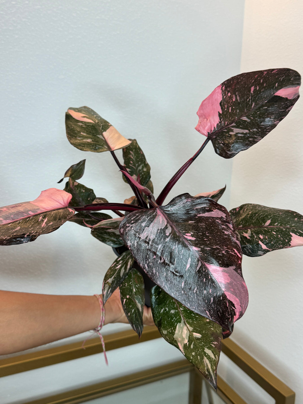 Philodendron pink princess 5inch