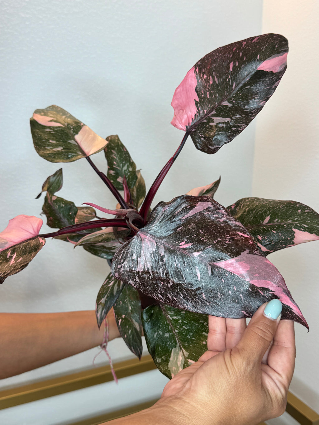 Philodendron pink princess 5inch