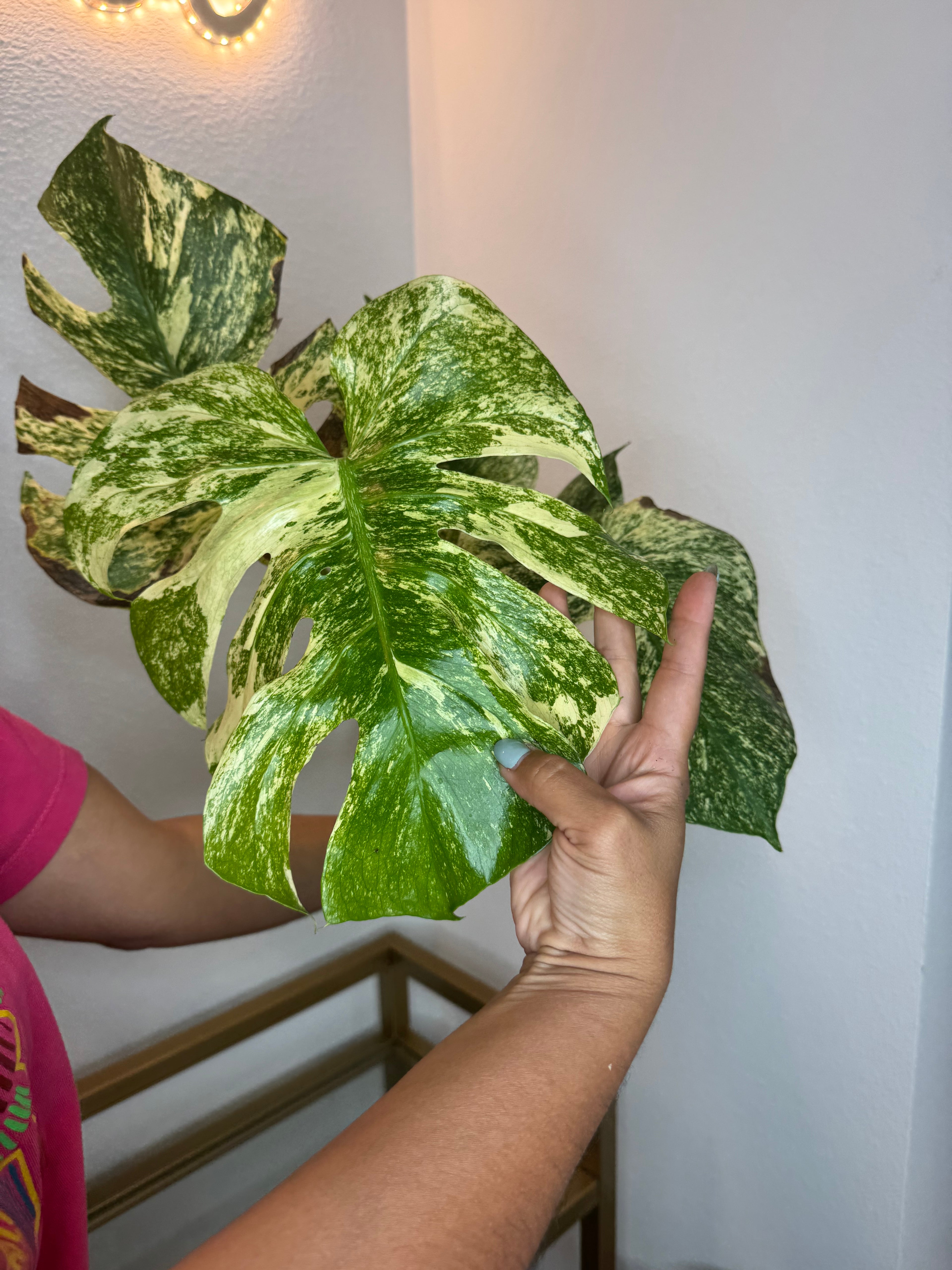 Monstera Mint