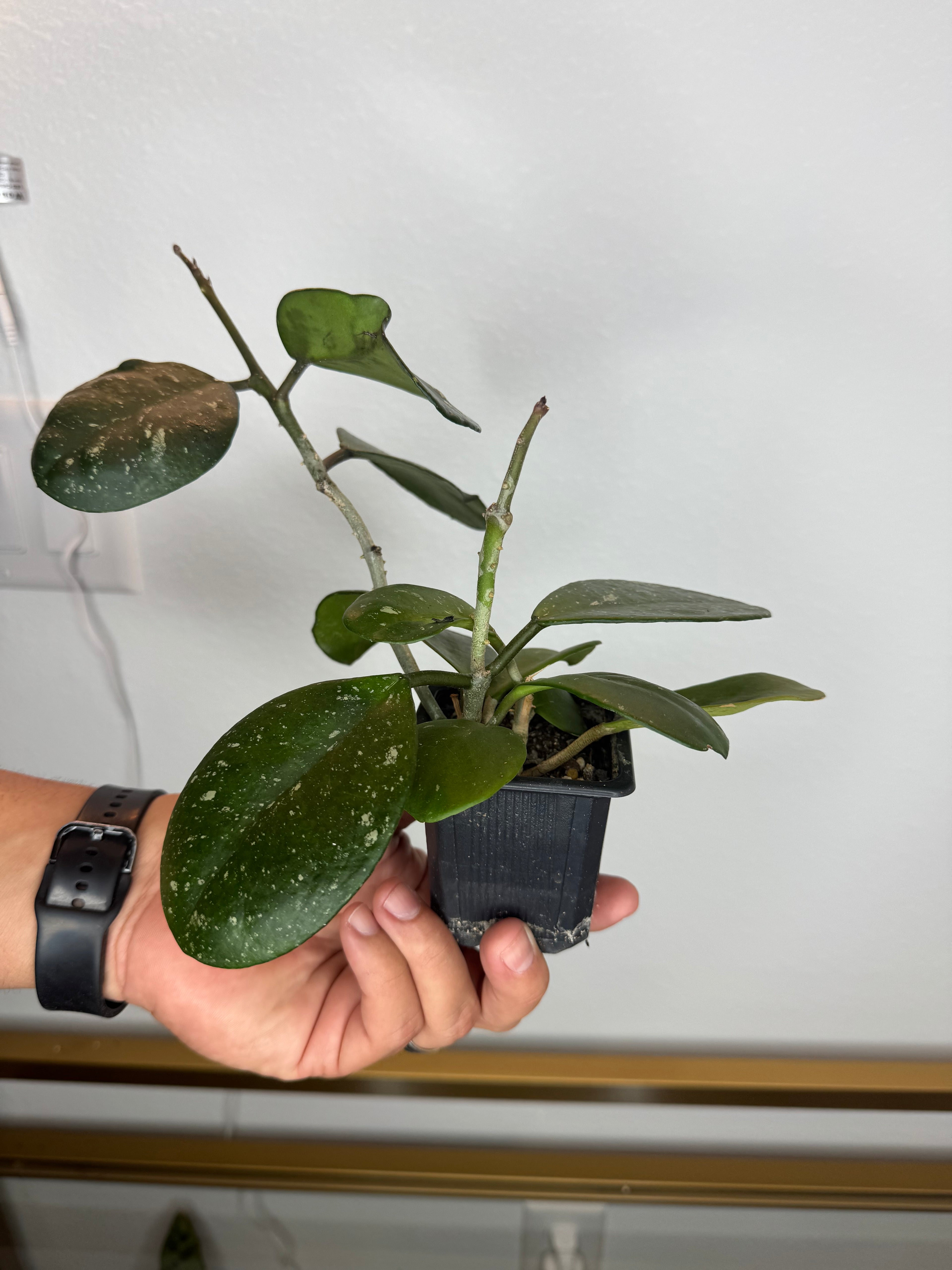 Hoya ovovata