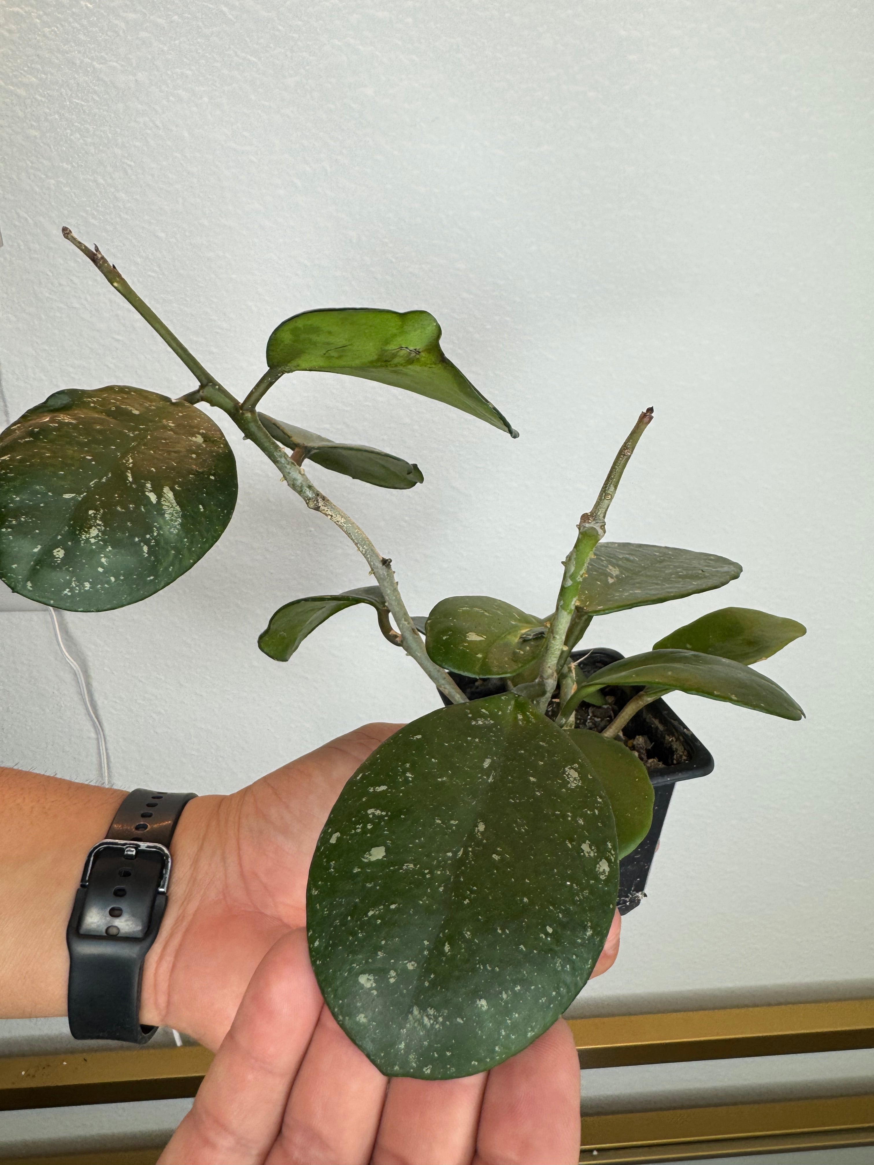 Hoya ovovata