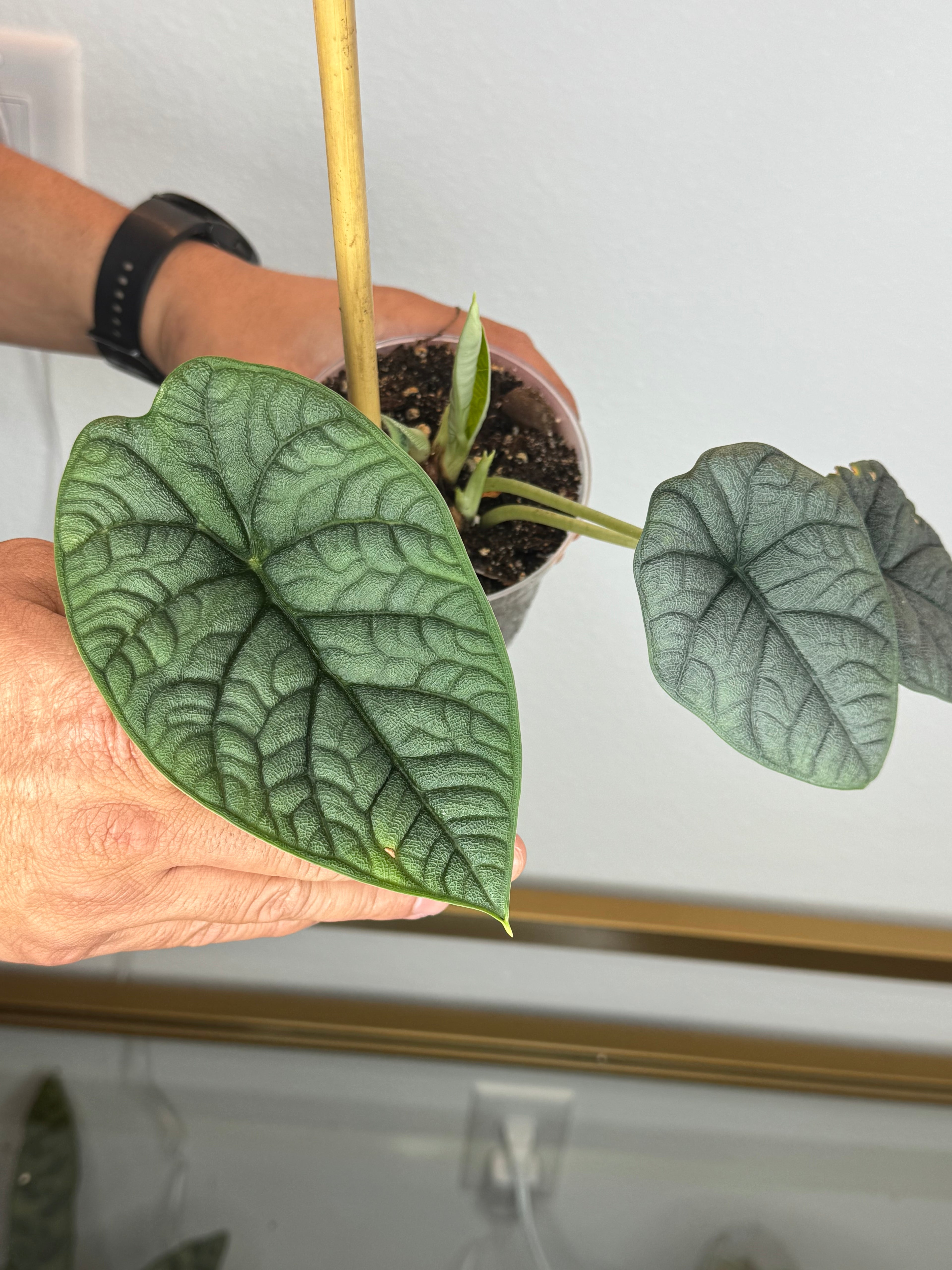 Alocasia melo 4 inch