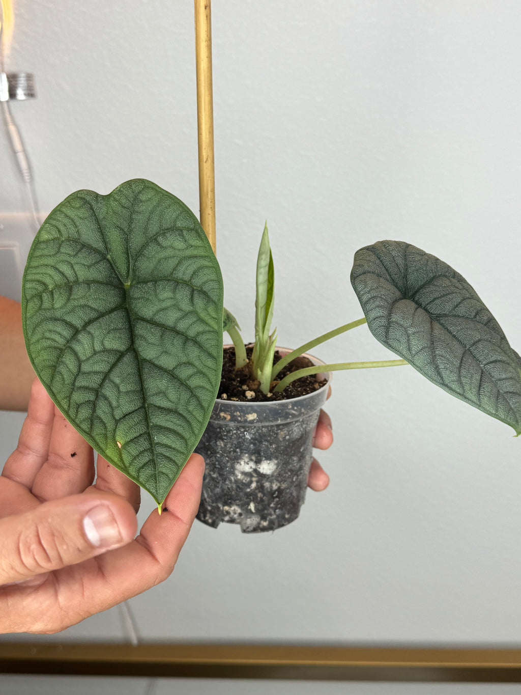 Alocasia melo 4 inch